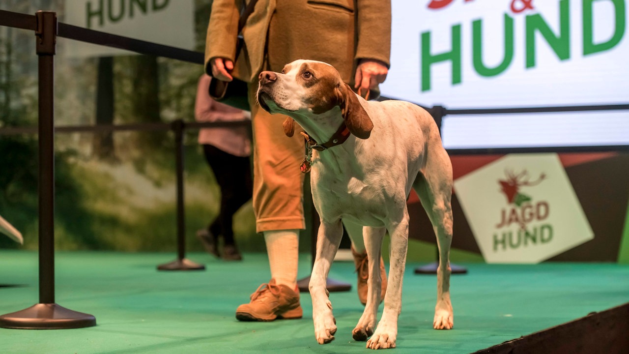 jagd-und-hund-dortmund100__v-HDready