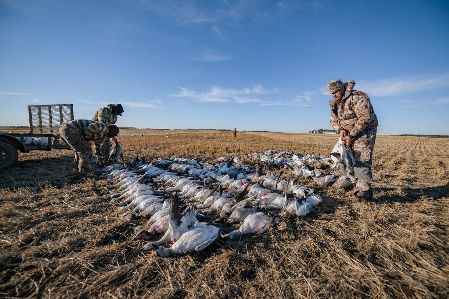 Fowl Plain (6) Fowl Plain (6)