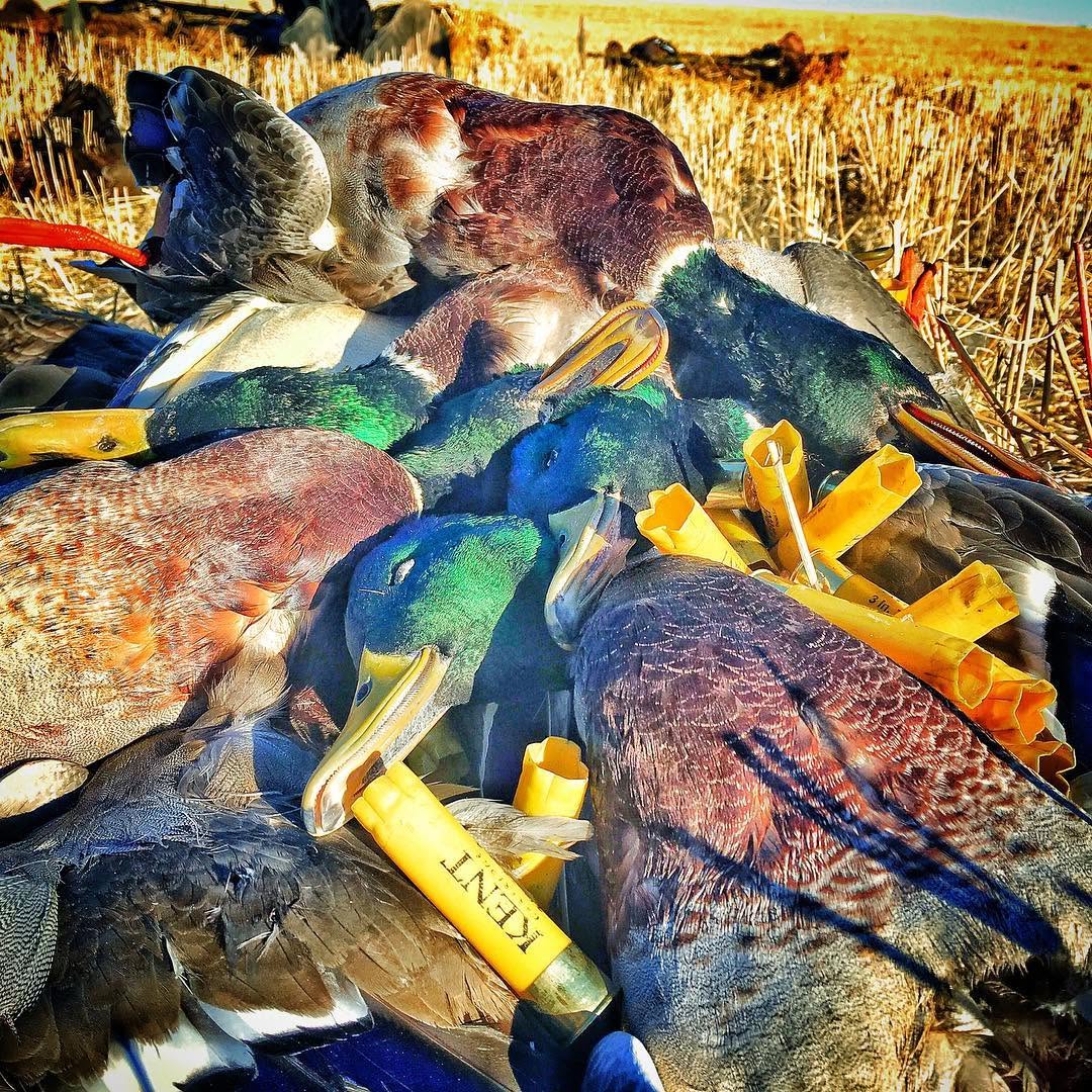 Saskatoon Waterfowl (8) Saskatoon Waterfowl (8)