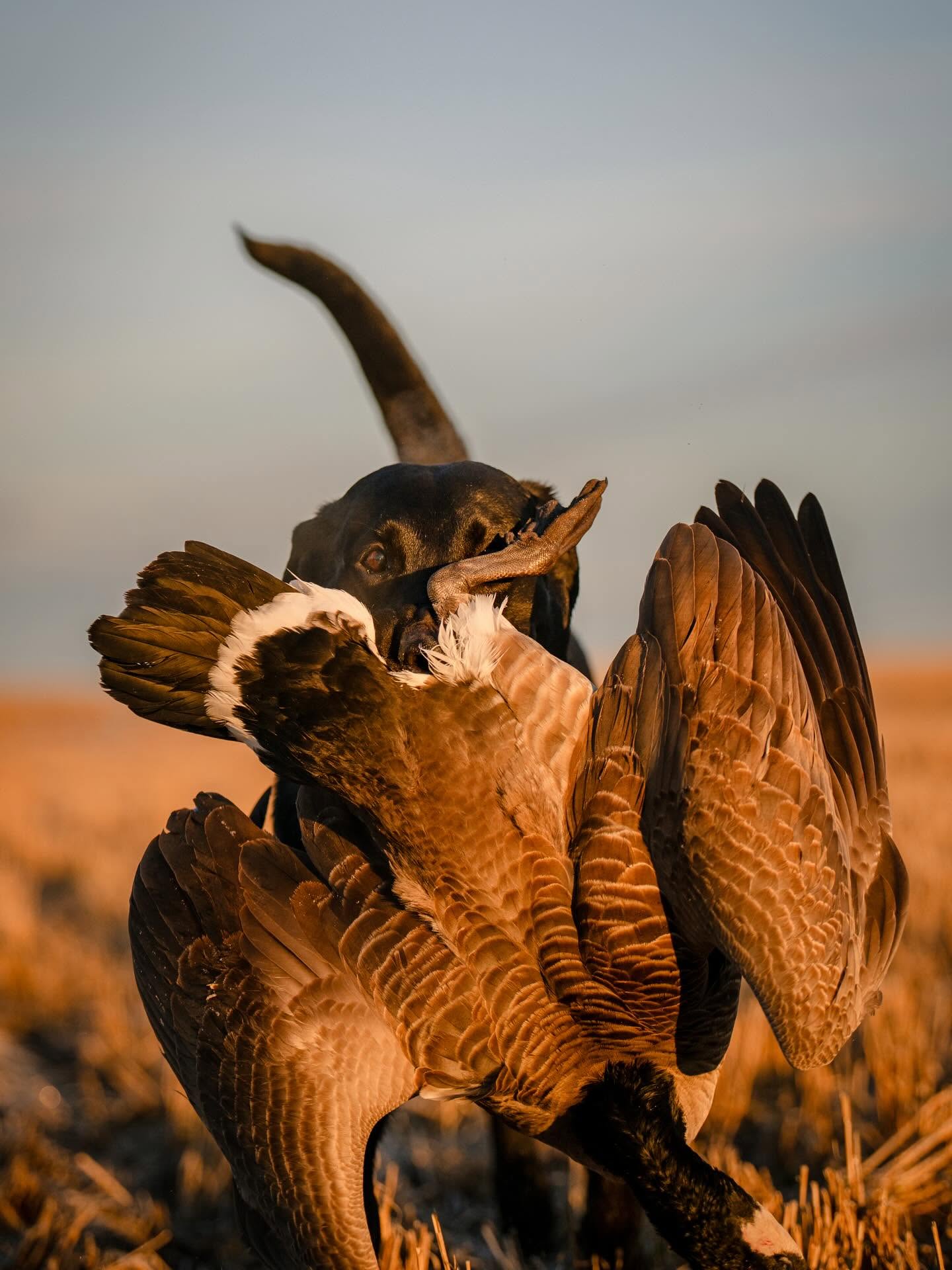 Fowl Plain (11) Fowl Plain (11)