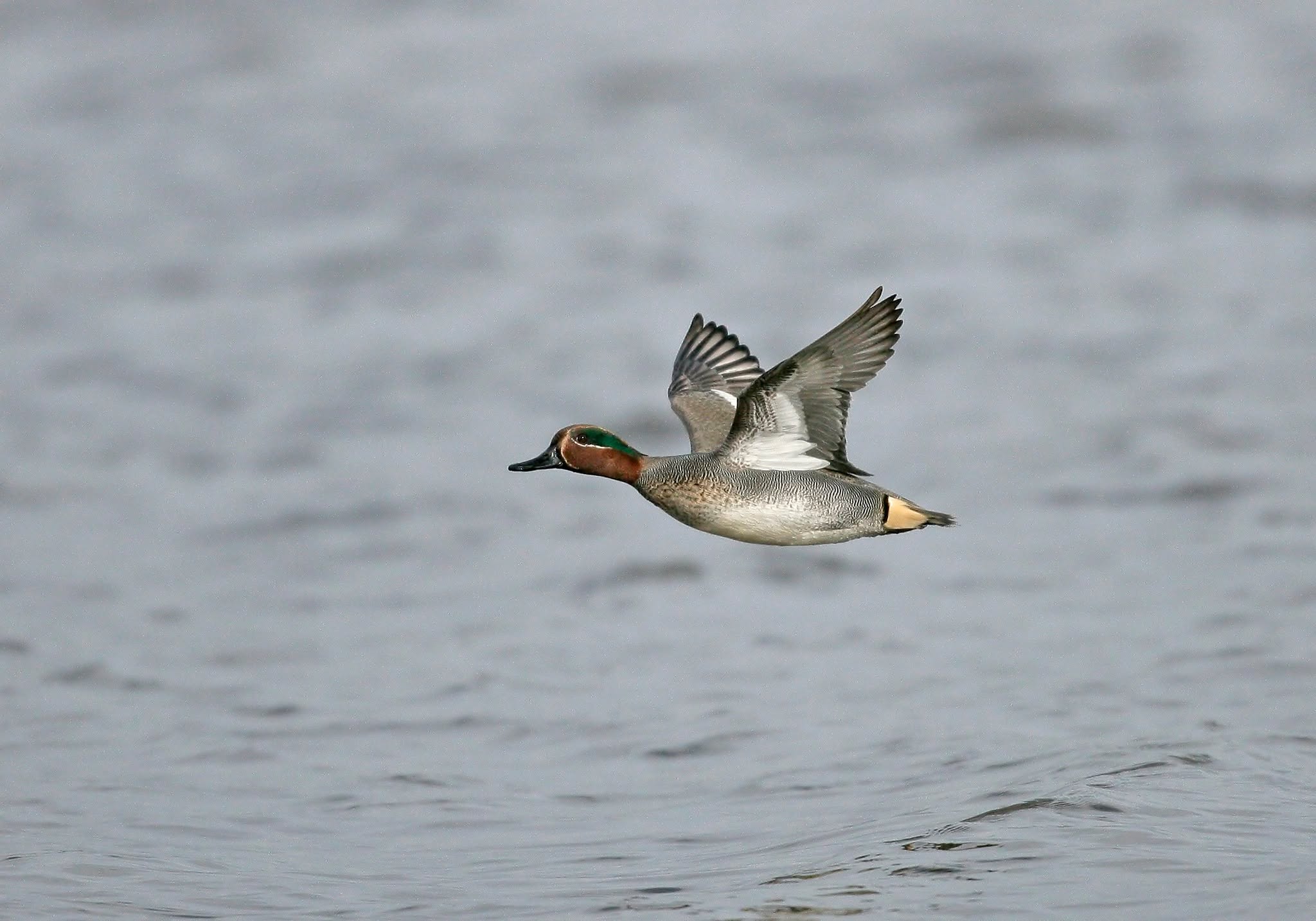 Macks Prairie Wings - Waterfowl Outfitter (4) Macks Prairie Wings - Waterfowl Outfitter (4)