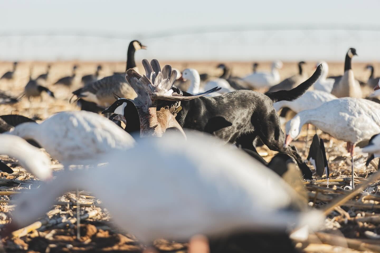 Fowl Plain (8) Fowl Plain (8)