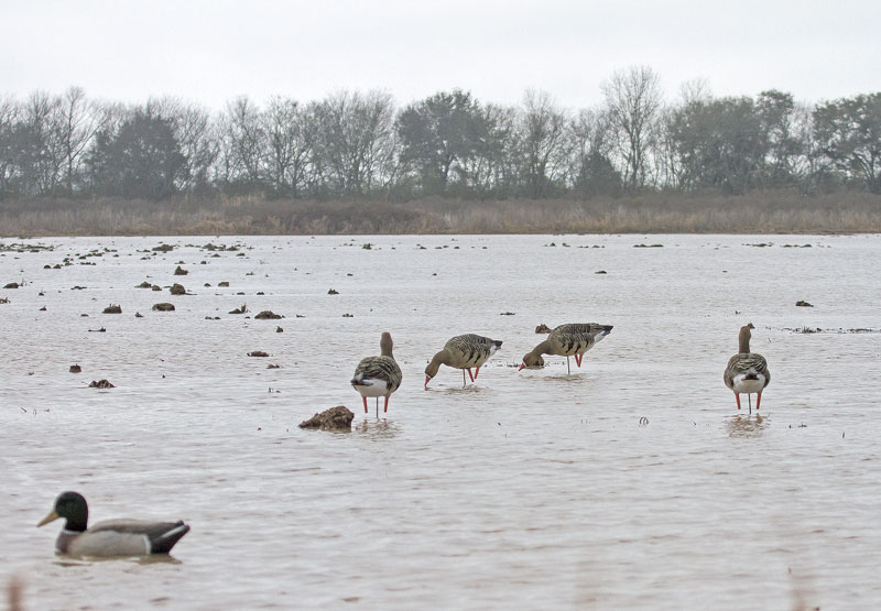 Gueydan Duck Outfitters (1) Gueydan Duck Outfitters (1)