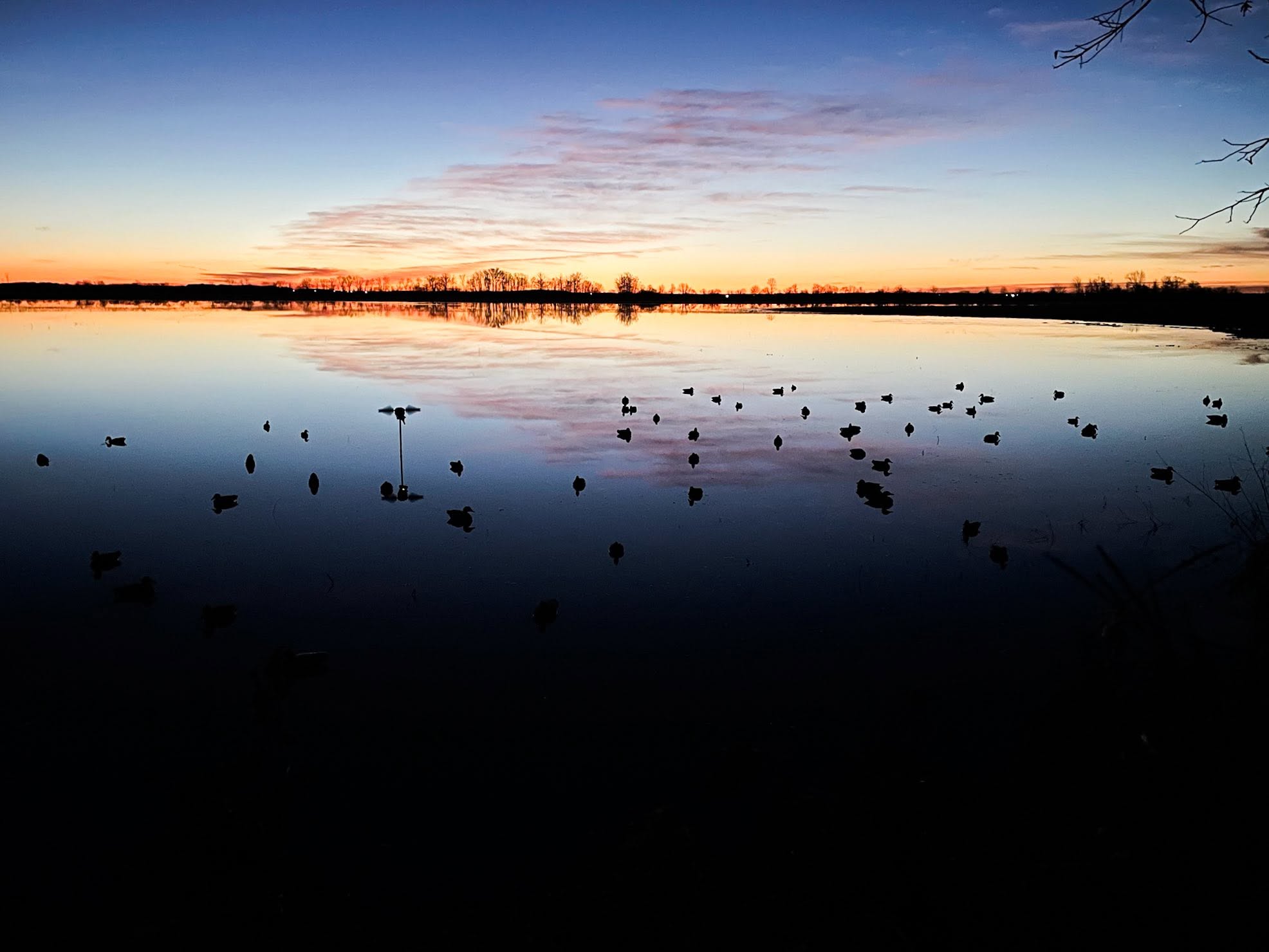 Ducks n Dogs (11) Ducks n Dogs (11)