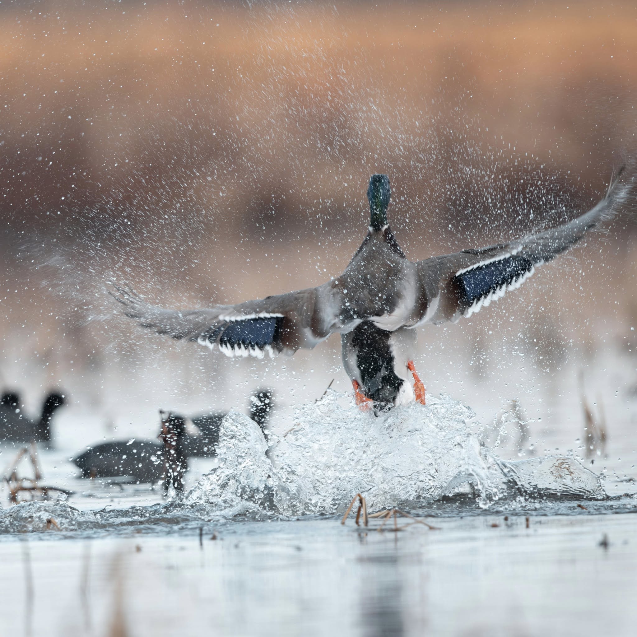 Macks Prairie Wings - Waterfowl Outfitter (6) Macks Prairie Wings - Waterfowl Outfitter (6)