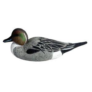 Resting-Northern-Pintail