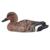 Spot-billed Duck