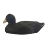 Coot Decoys