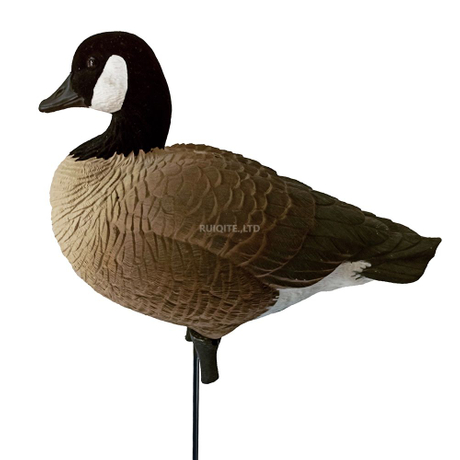 Fullbody Resting Canada Goose