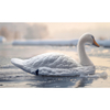 Tundra Swan Decoy