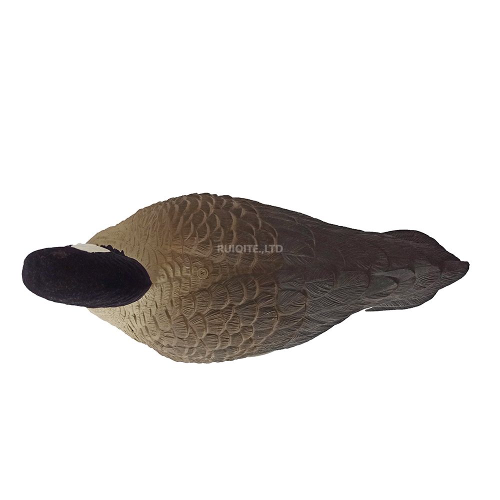 Fullbody Resting Canada Goose