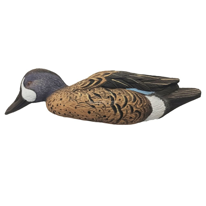 Feeder Blue-winged Teal