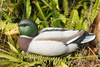 Resting Mallard Duck