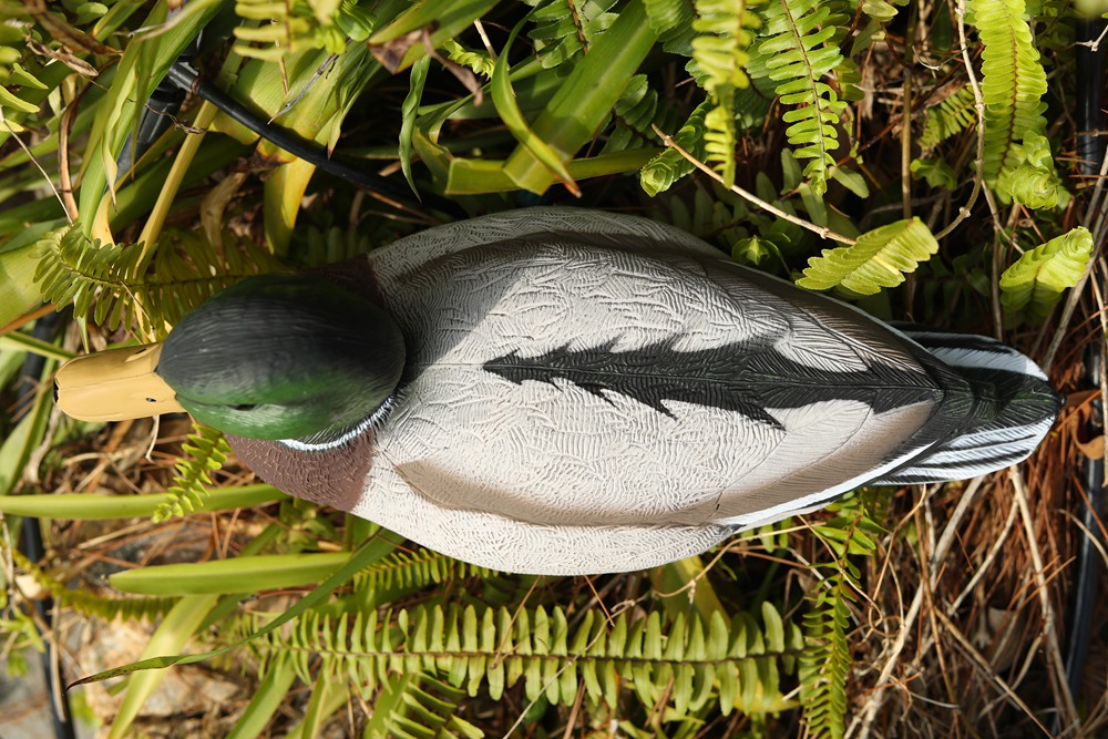 Alert Mallard Decoy