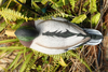 Resting Mallard Duck