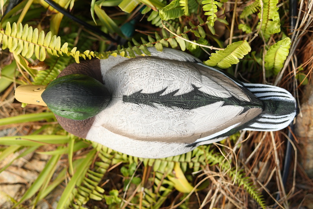 Resting Mallard Duck