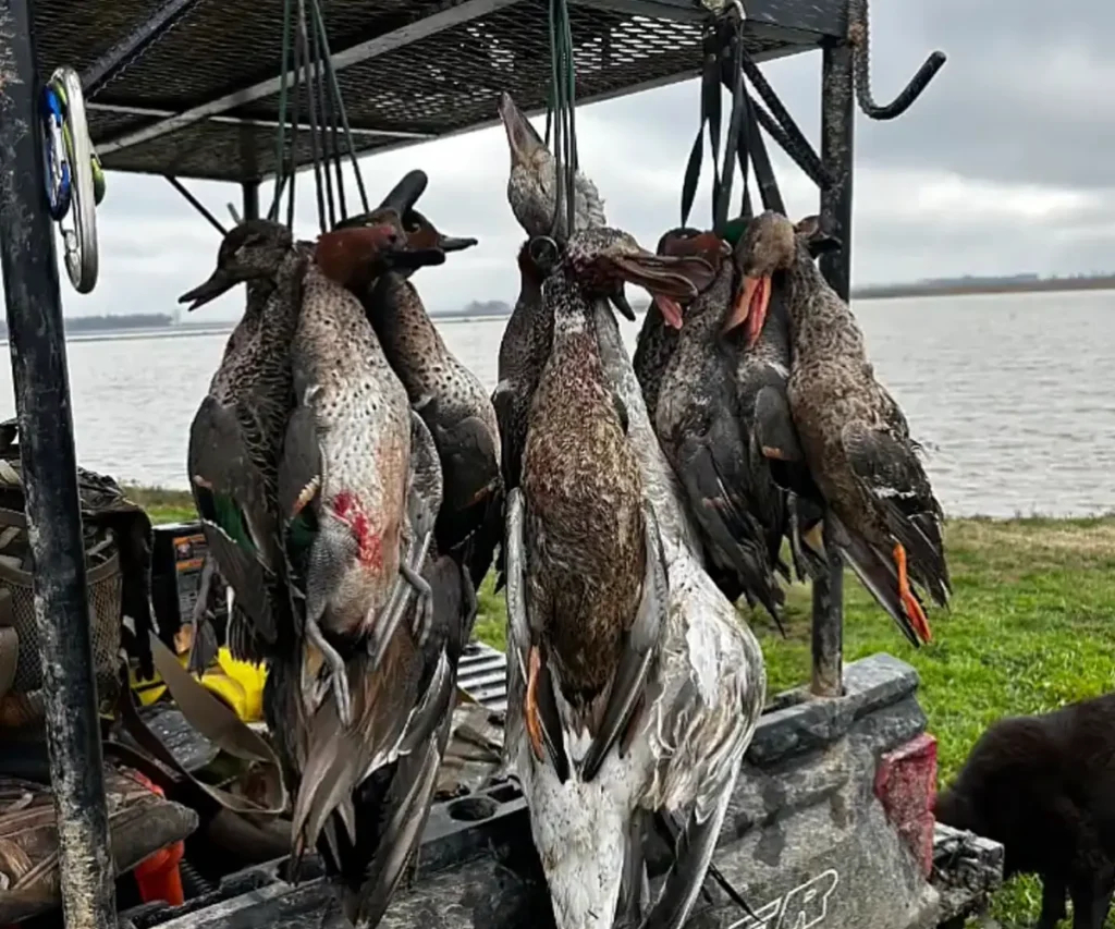 hanging hunted waterfowl