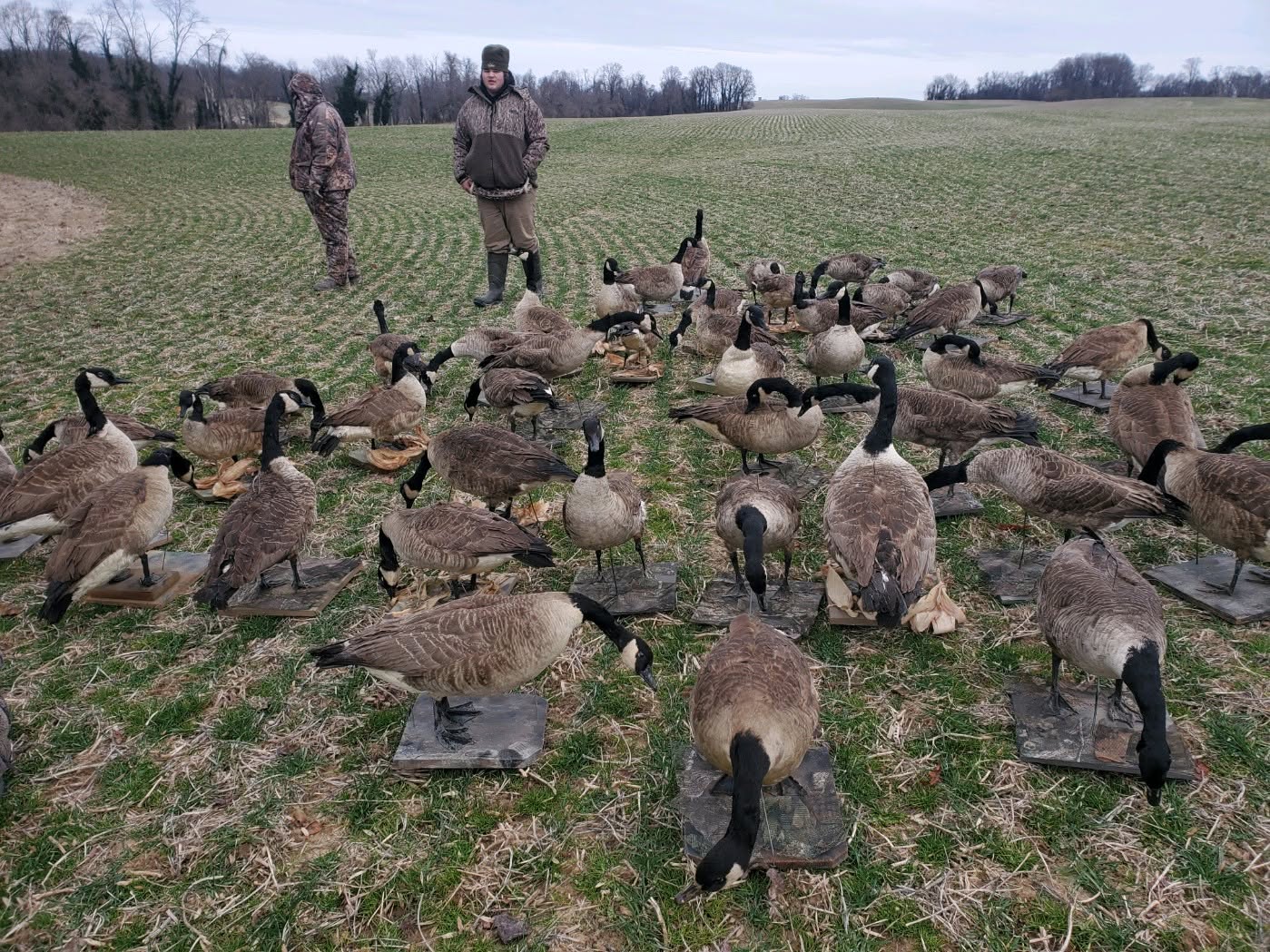 Fowl Play (13)