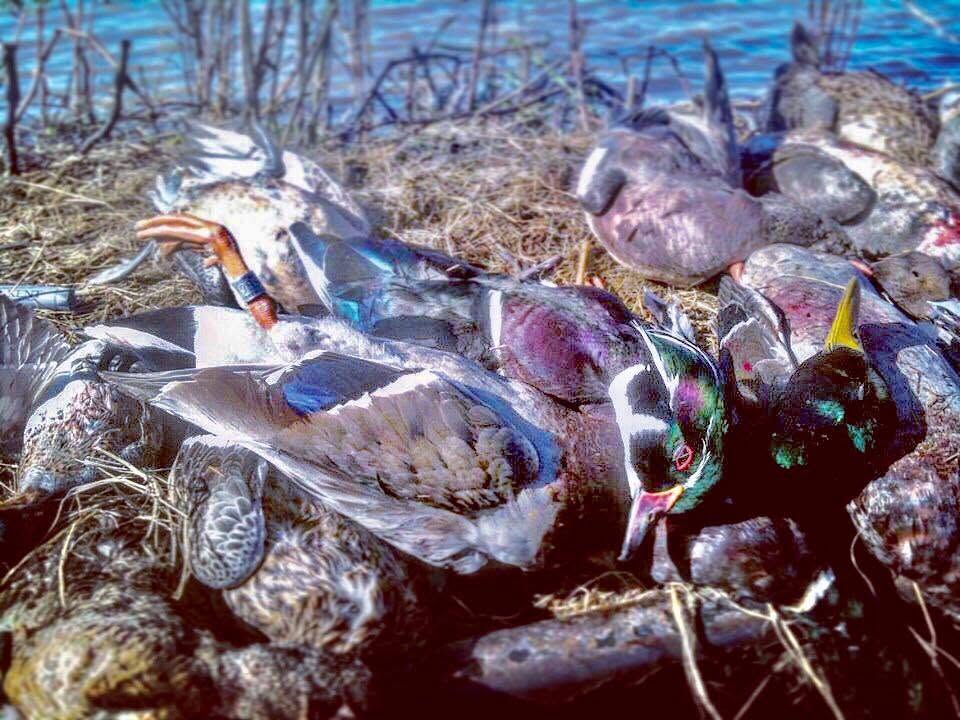 Pacific Flyway Waterfowlers (3)