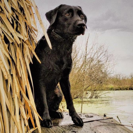Black Dog (2).jpg