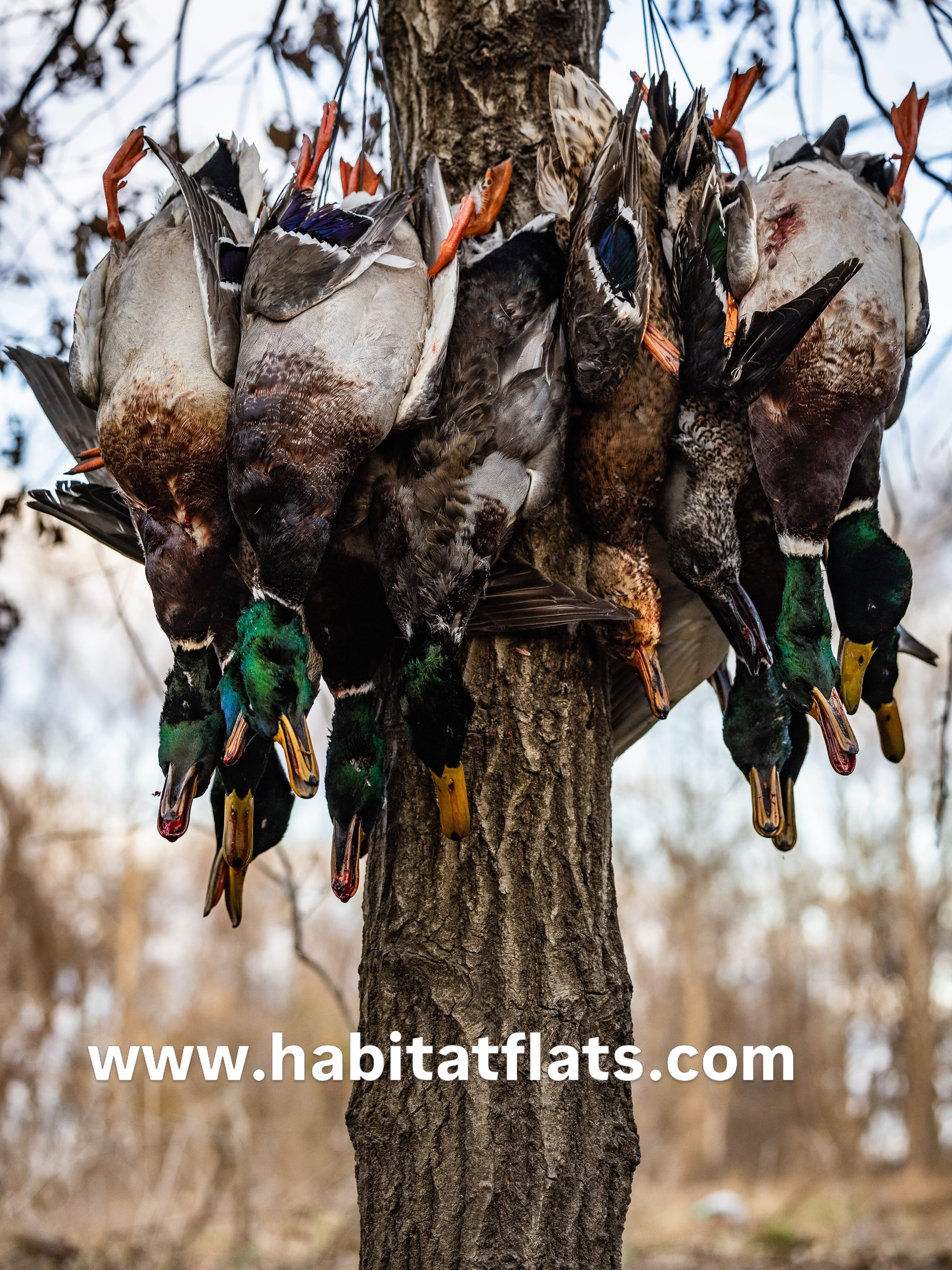 Habitat Flats (7)
