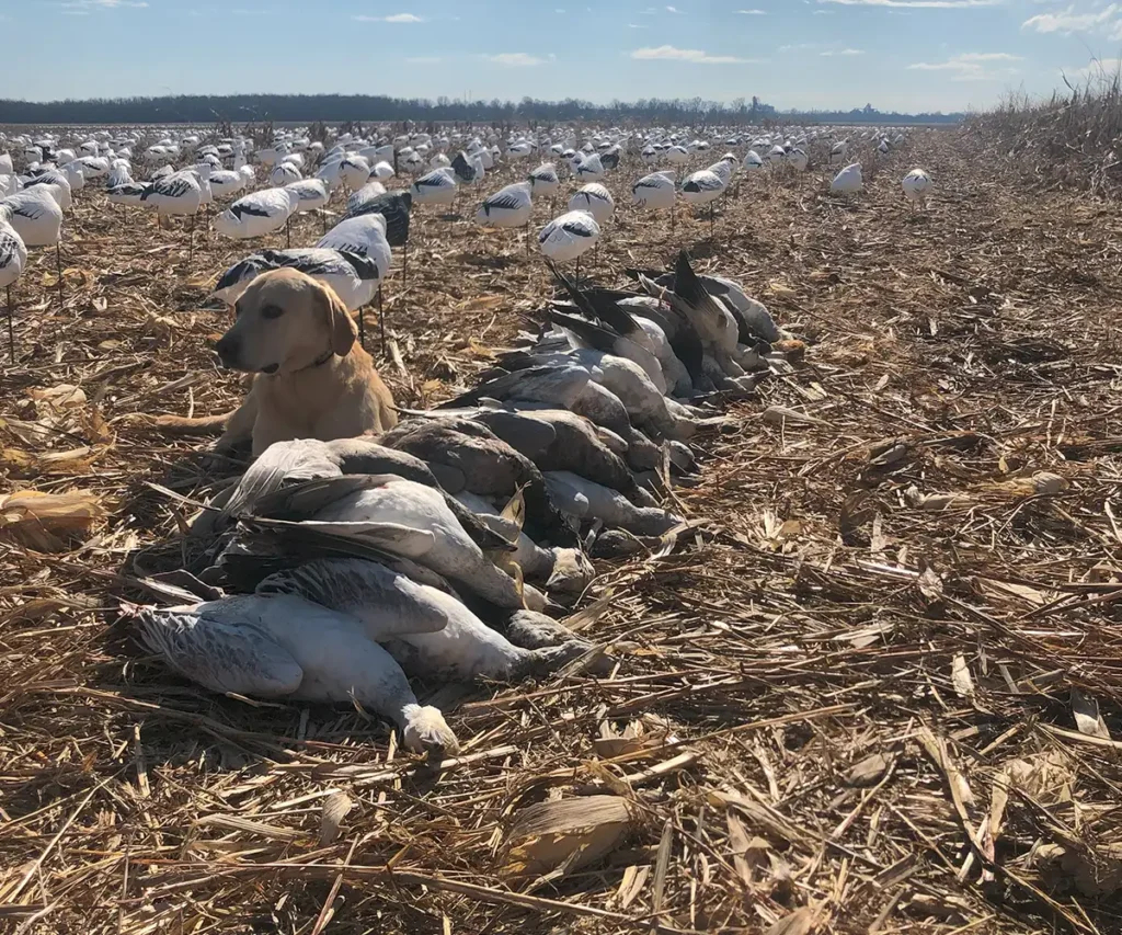 Yellow Labrador Retriever sitting next to a pile of harvested snow geese with snow geese decoys set up in the background - Illinois snow geese conservation